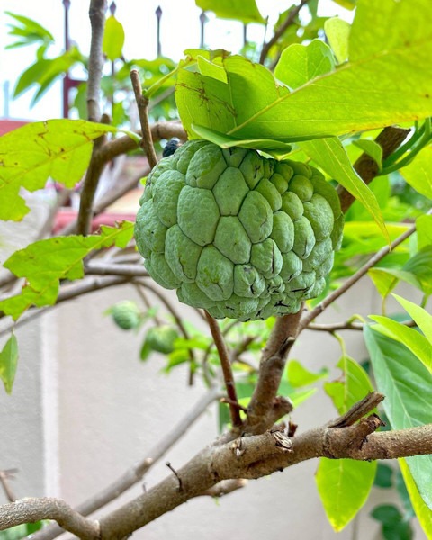 yes perennial yes custard apple.jpg