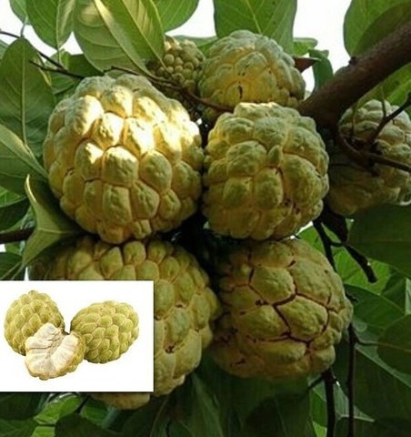 no perennial yes custard apple b.jpg
