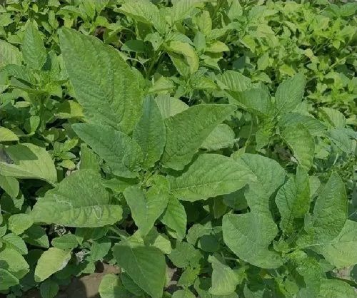 20220327145340 jpg 500x500.jpg