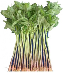 100 datashak100 orchidwala origi.jpg