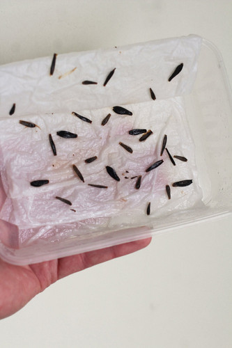 Sowing Dahlia seeds in paper towel.jpg