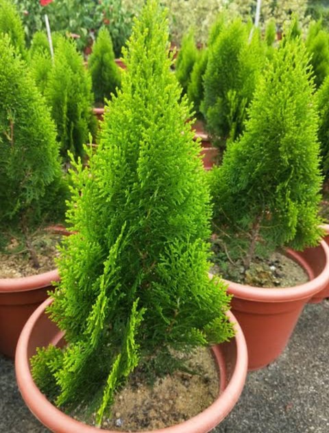 biennial no yes thujajhauplant 1.jpg