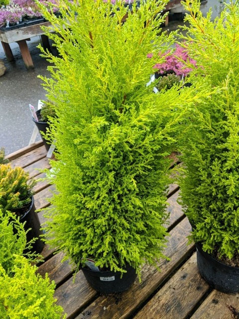 no perennial yes platycladus mor.jpg