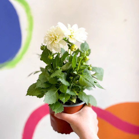 dwarf white dahlia dahlia dahlietta whitney british grown 893935 Copy.webp