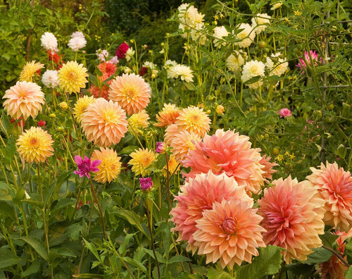cluster of dahlia flowers f11c31b06a074e3faeb69852fab35cca.jpg