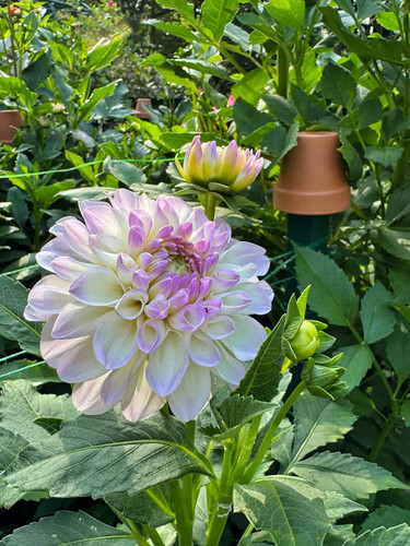 eveline dahlia 1.jpg