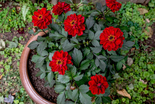 growing dahlias in pots 847837 05 e9a3c2b634b04da4adcba9e47813213c.jpg