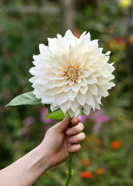 istockphoto 1347490464 612x612.jpg