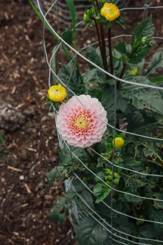 Bloom+Helena+Dolby IMG 0048.webp