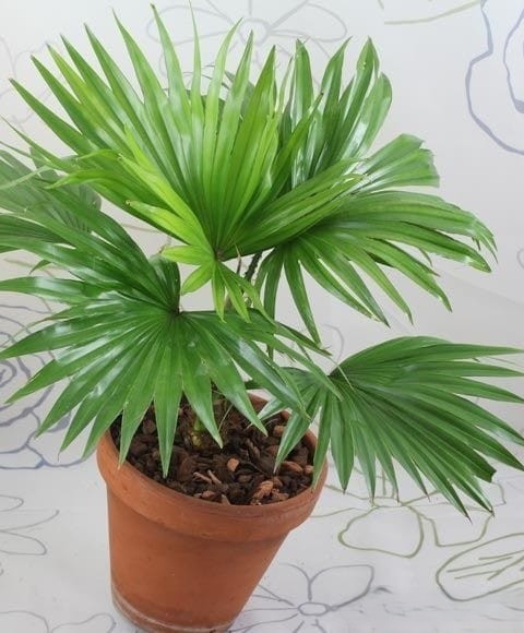 no annual no livistona medium 1.jpg