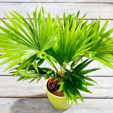 no perennial yes hybrid rare chi.jpg