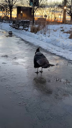 Q9g27Q1 p9fAps0b.jpg