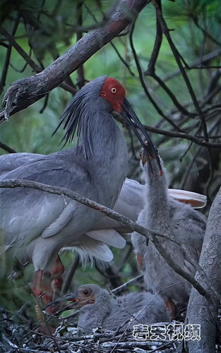 9jCG 0hh2ZASDno2.jpg