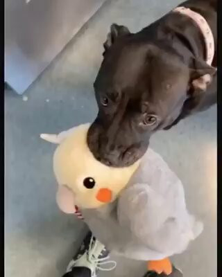 CscFPopeG0JBA Gf.jpg