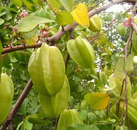 yes perennial yes star fruit pla.jpg