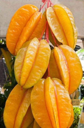 no perennial yes star fruit hybr.jpg