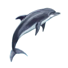 dolphin.png
