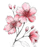 cherry blossom.png