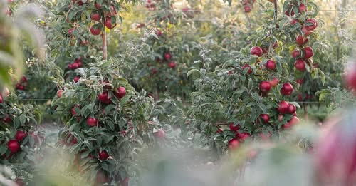 3995749746928310021?url=https%3A%2F%2Fassets.telex.hu%2Fimages%2F20260212%2F1770911411 temp i2v03kos.jpg