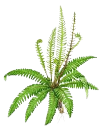 fern.png