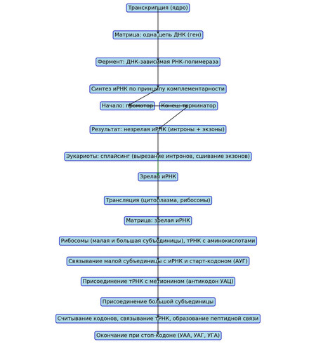 transcription translation scheme.jpg