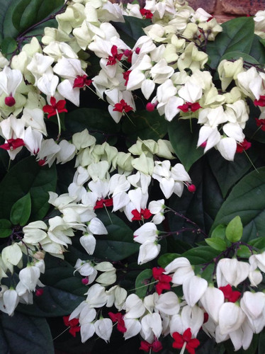 Clerodendrum Thomsoniae or Bleeding Heart Vine .jpg