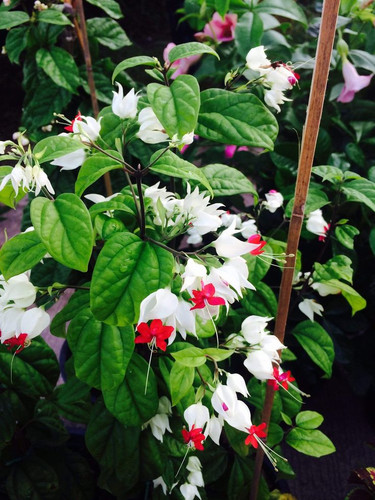 Bleeding Heart Vine.jpg