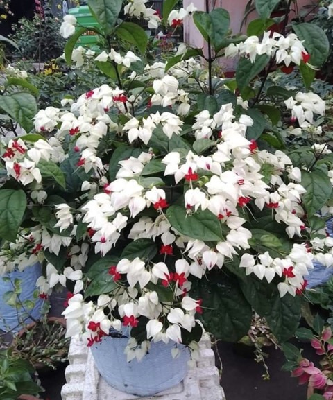 no perennial yes live plant smal.jpg