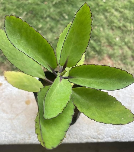 81SqSquvUhL. AC UF1000,1000 QL80.jpg