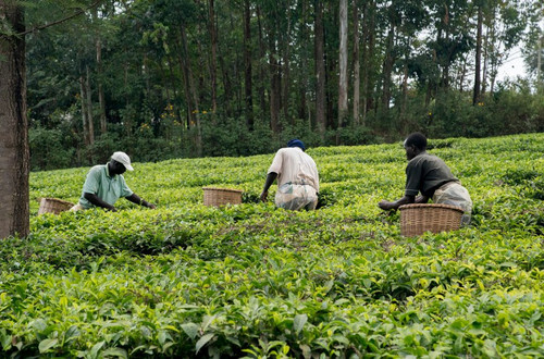 HA 4d0AWYAAw B7?format=jpg.jpg