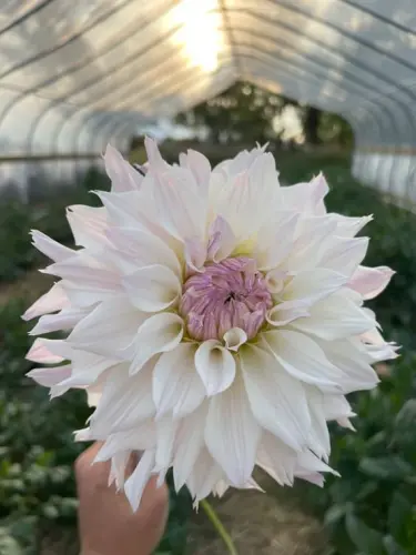 il 570xN.5873045974 ez1d.webp