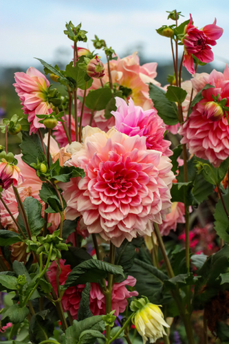 Dahlias tanyas garden 09 copy.png