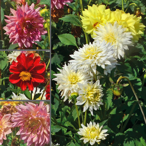 dahlia giant hybrids mix.jpg