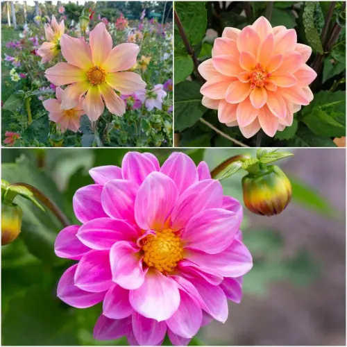 dahlia unwins bedding mix seeds 219640.webp