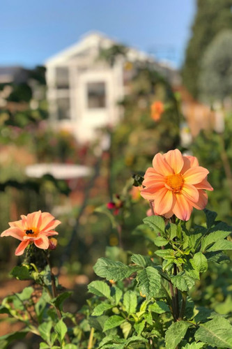 Dahlia flowers grown from seed. 683x1024.jpg