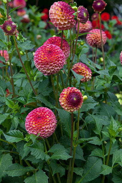 istockphoto 512102513 612x612.jpg