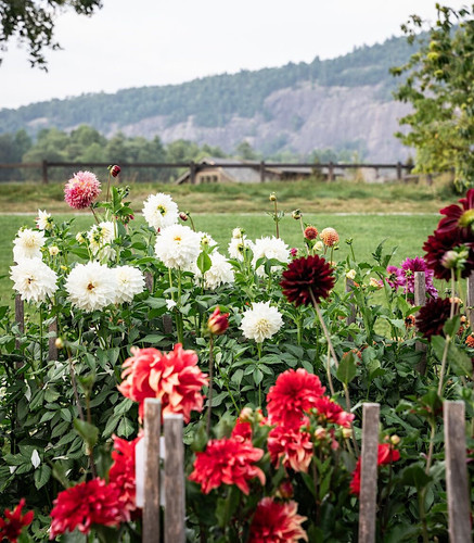 where to plant dahlias.jpg