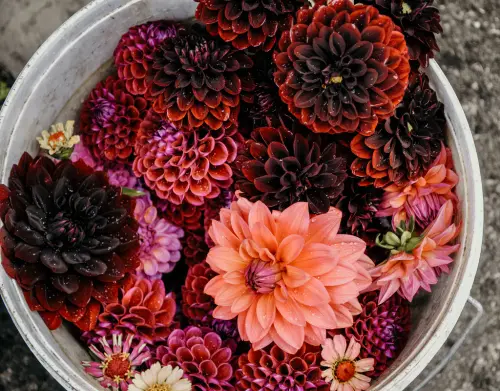 portfolio 38 1024x1024.webp