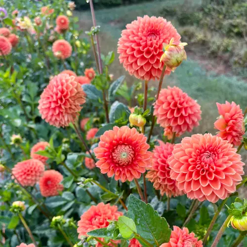 IMG 8745 c8d78d01 471a 4fbd a38b 335d06722e12.webp