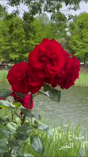 YiQjxQfW6jGIaW x.jpg