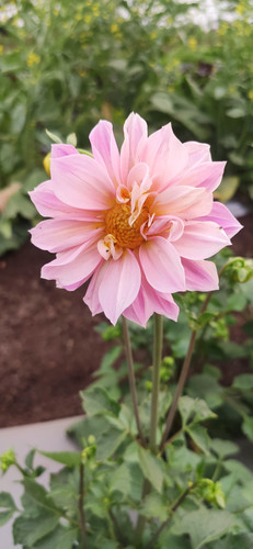 Dahlia.dd874d3cc14731a25fd3.jpg