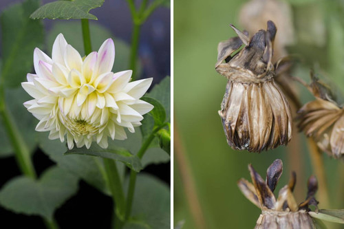 A dahlia flower and an old dahlia flower with seeds in the seedhead.jpg