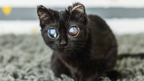 HBF0M LbcAAroHE?format=jpg.jpg