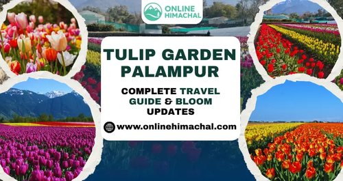 Tulip Garden Palampur Complete Travel Guide Bloom Updates.png