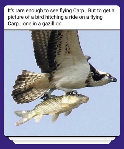 collection y0x9hnvm.jpg