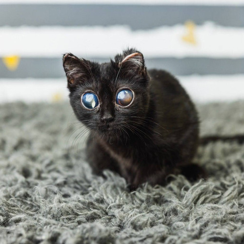 HBCEoOhacAA DCu?format=jpg.jpg