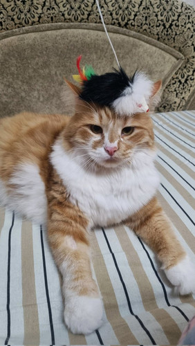 HBEf 1ebsAAWjD1?format=jpg.jpg