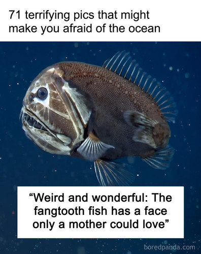 bizarre things in the ocean.jpg