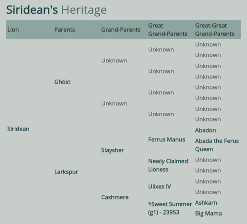 Tigon hybrid girlie siridean's family tree.png