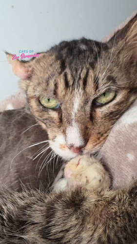 ooBr 86abCLbaghg.jpg